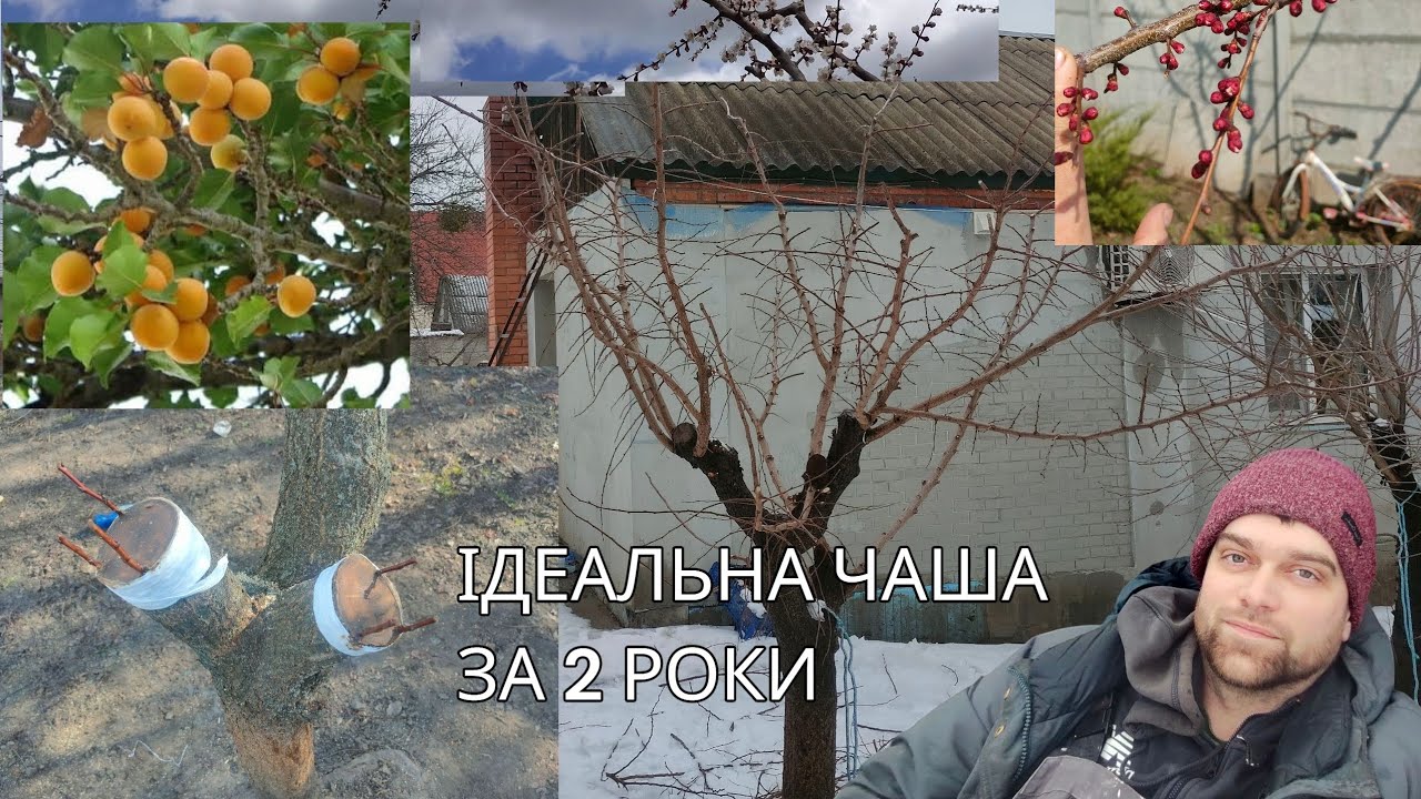 Абрикос після омолодження, обрізка «на стовп»: Результат через 2 роки!