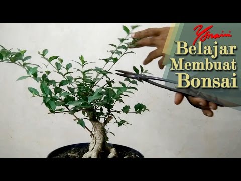 Video: Pemangkasan Juniper: Pemangkasan Nivaki. Bolehkah Anda Memotongnya Pada Musim Bunga? Bagaimana Cara Memotong Dengan Tangan Anda Sendiri Dan Membentuk Mahkota?