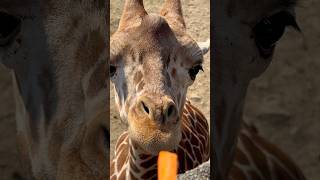 人参欲しいけど届かないキリンの子🦒姫路セントラルパーク2025年12月