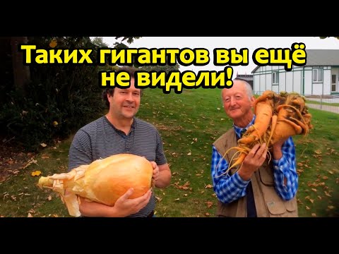 Видео: Овощи мутанты?Самые большие овощи в мире!