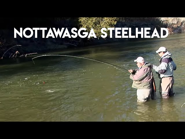 Nottawasga River Steelhead 