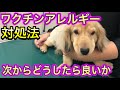 【実際の映像】犬の混合ワクチンアレルギーの対処法と次回からのワクチン接種対策。ワクチンアレルギーの発生率などをお話ししています。