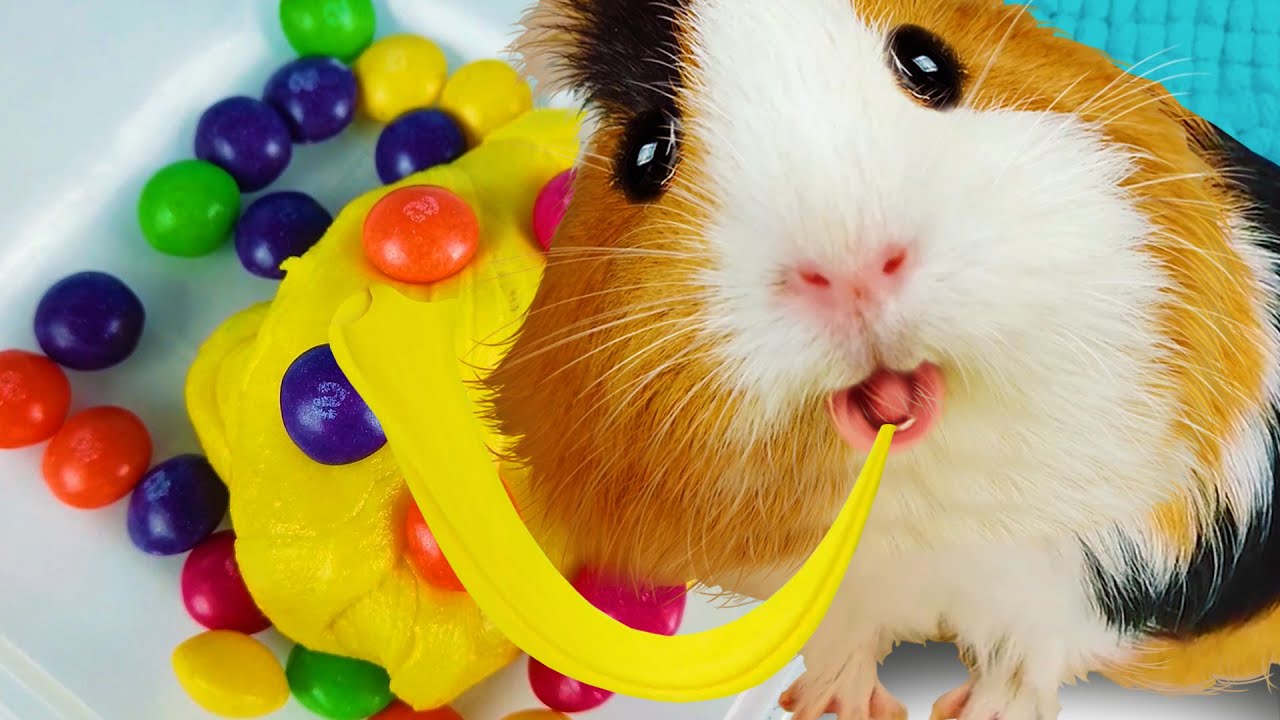 подозрительная морская свинка. морские свинки буся и кузя. свинка бузя и кузя. морская свинка ждун. свинка бузя.