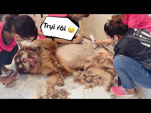 Video Mật Bị Cạo Lông - Trụi Lóc Rồi Hu Hu - Mật Pet Family - youtube