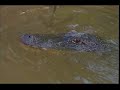 Opening To The Crocodile Hunter Captured On Camera! 2002 VHS