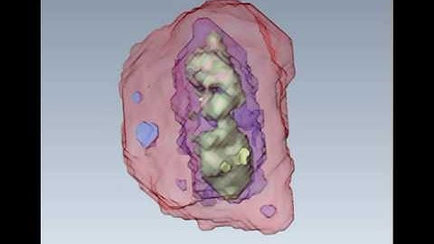 Structures in the nucleus of a mouse