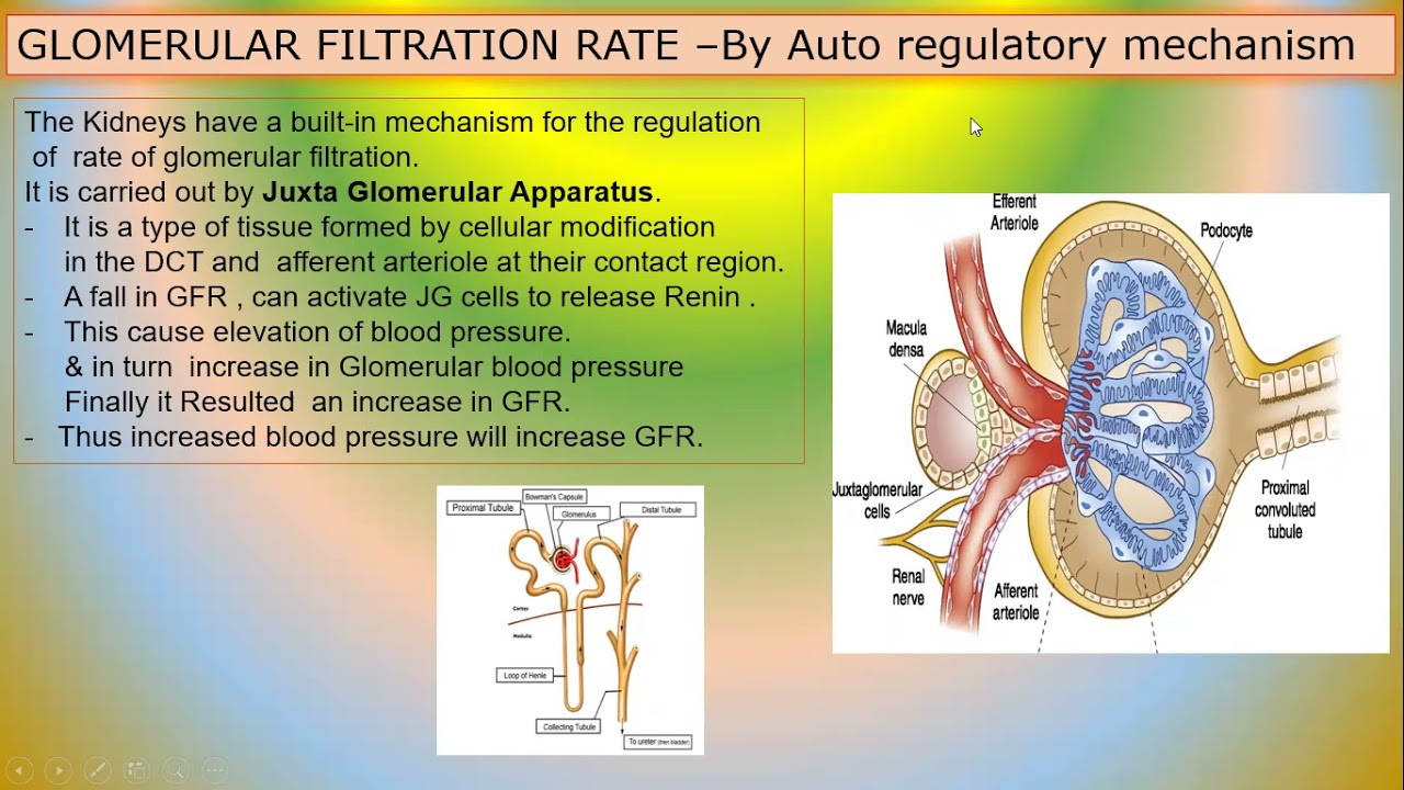 Glomerular Filtration Urine , Glomerulus (kidney) – LJNN