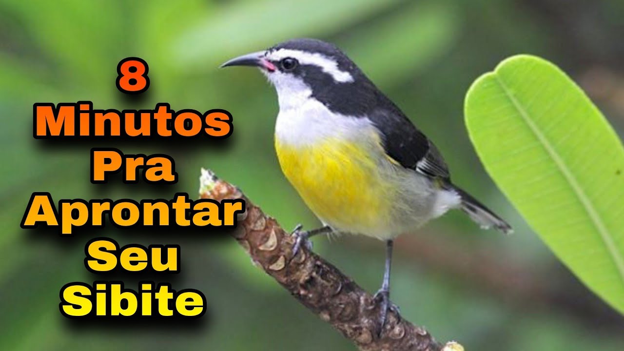 SIBITE 🔥 APRONTA QUALQUER SIBITE CAMBACICA CAGA CEBO SIBITO