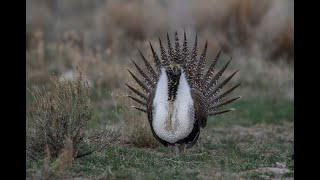 Sage Grouse episode 2