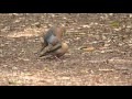 Zenaida Doves