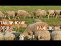 Ташлинская порода овец. Разведение. Фермерское хозяйство Тимофеевых.