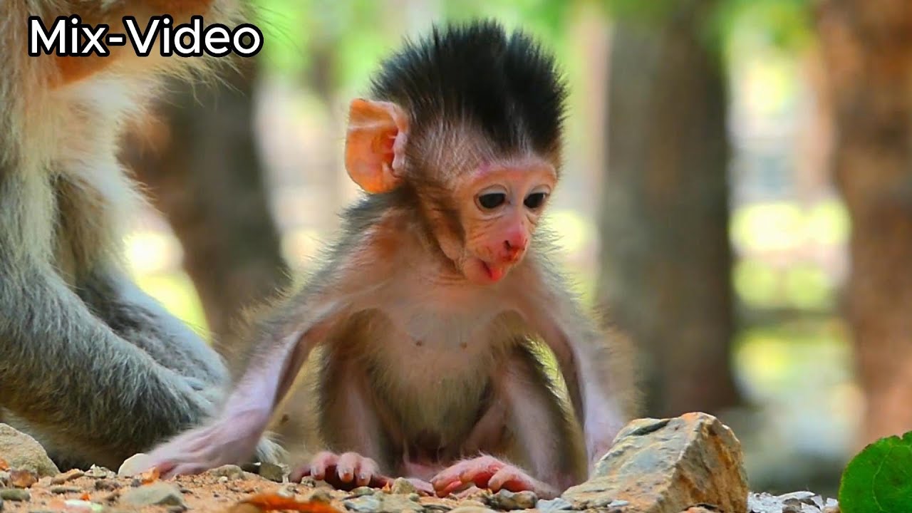 The Best Mix Video Summary! an adorable Javor, 