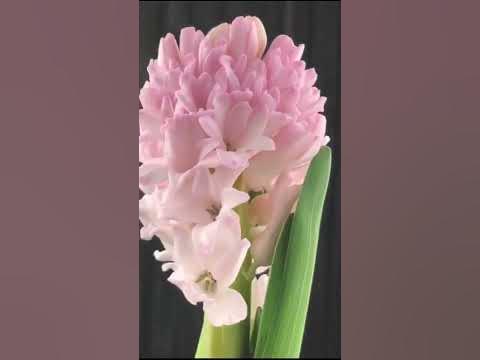 Красивые садовые цветы. Гиацинт (Hyacinthus) нежный цветок с выраженным ...