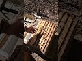 Kamera Bienenvolk für "Fake" "die alles besser können" Profi Imker #bienen #imkern