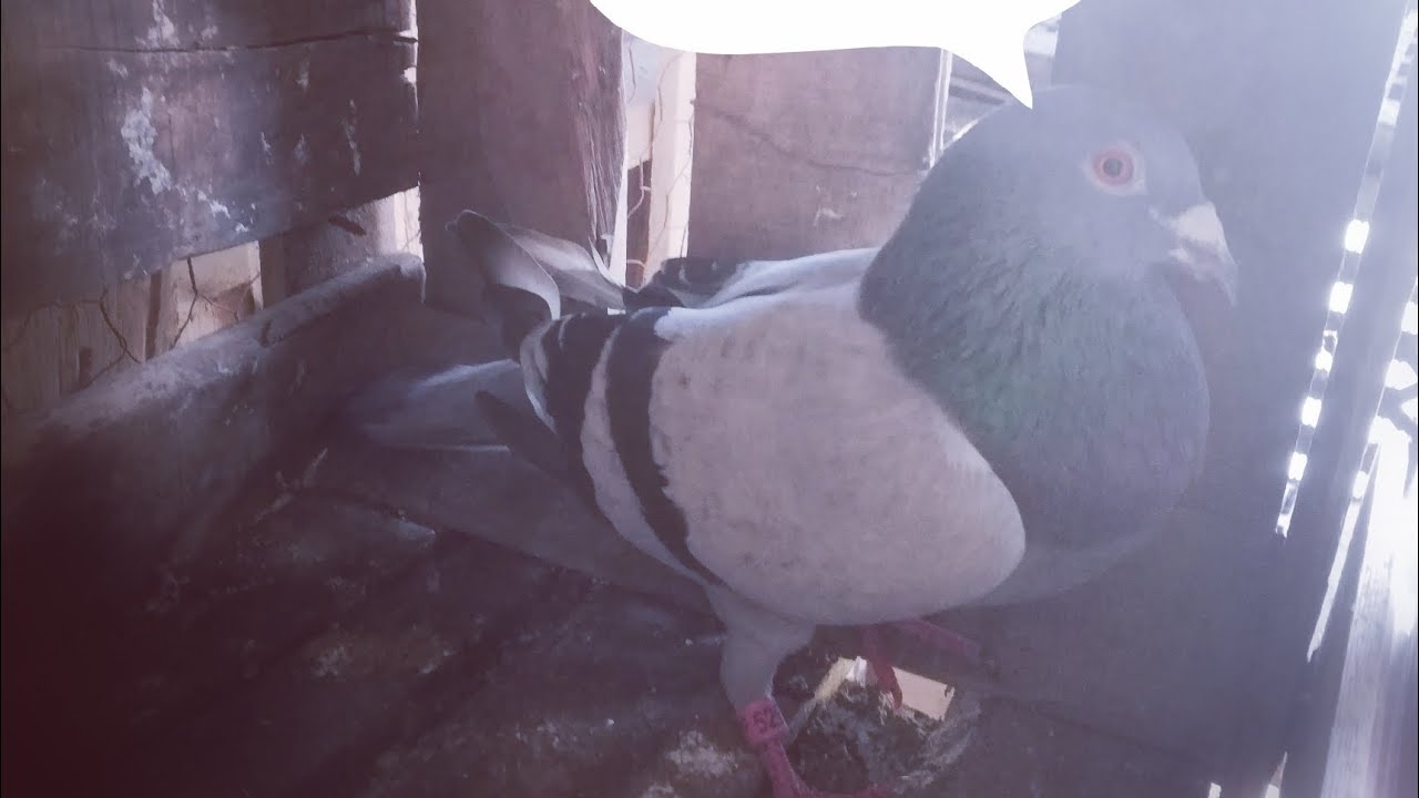 حياة المولوع:فديو جديدة 