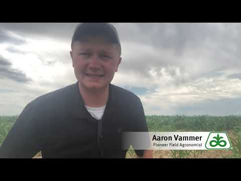 वीडियो: गार्डन सिम्फिलान्स क्या हैं: गार्डन सिम्फिलान डैमेज को रोकना
