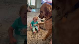 Cooper the Golden Gently Meets My 1-Year-Old Niece 🥰 (🎥: ViralHog)