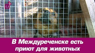 В Междуреченске есть приют для животных