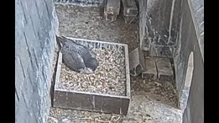 Peregrine Falcon Nest Live Stream