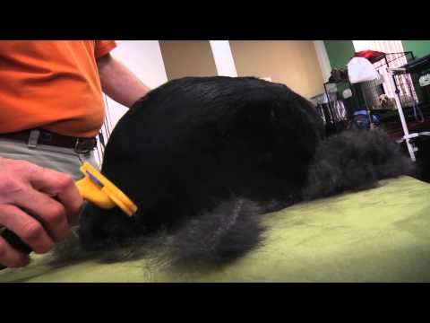 FURminator Dog deShedding Demo