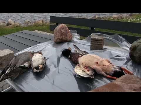 Video: Hvordan brækker man en betondam op?