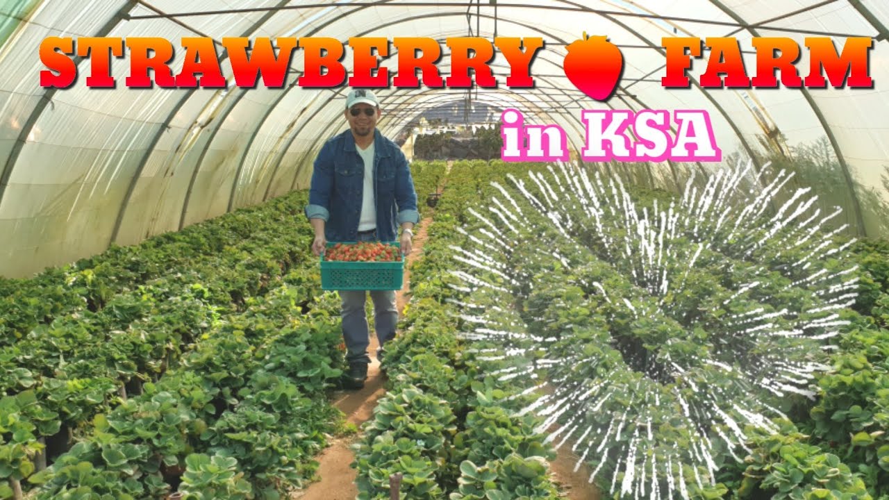 STRAWBERRY FARM IN ABHA, SAUDI ARABIA YouTube
