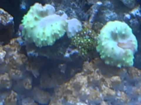 my 135 update diatom