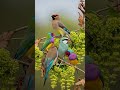 Spring Nature Bird Sounds #springnature #naturesounds #bird