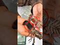 He Saved Lobster Eggs Instead Of Eating Them Shorts