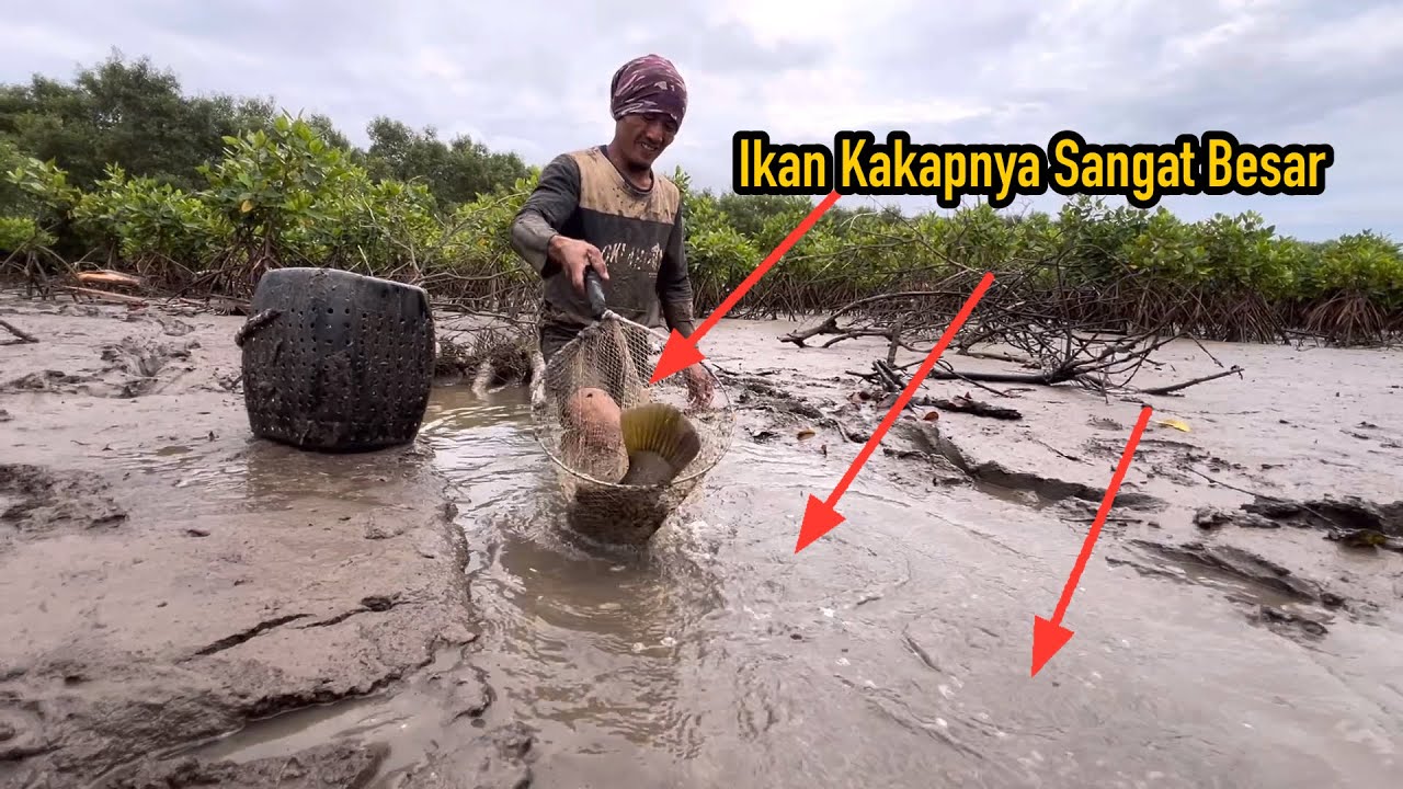 Rejeki ikan besar pasang perangkap di utara nusakambangan