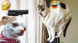 TRY NOT TO LAUGH 😆 Best Animal Videos Compilation 😂😁😆 Memes