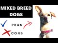 Mixed breed dogs pros and cons  the good and the bad