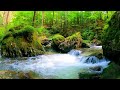 疲れた時に最適な森の中の川のせせらぎや鳥のさえずり【大自然,勉強,作業,集中,睡眠,癒し,瞑想,リラックス,赤ちゃん寝かしつけ,高音質,落ち着くBGM,自律神経を整える,ASMR】