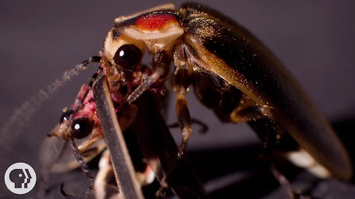 So ... Sometimes Fireflies Eat Other Fireflies | Deep Look - 天天要闻