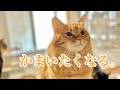 ふわふわの大きな猫を構っていたら、可愛いあの子も寄ってきました♡