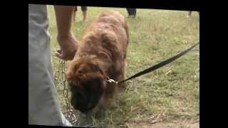 Cookie Monster Dilorini - Briard's camp by Joanna Dadej 322 views 11 years ago 2 minutes, 36 seconds
