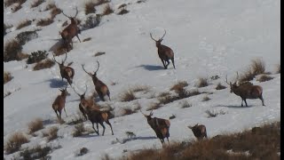 Hunting Wild Red Stags in the Snow  Public Land  New Zealand