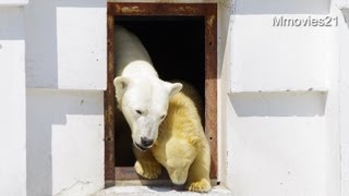 ホッキョクグマ親子~朝の登場シーン