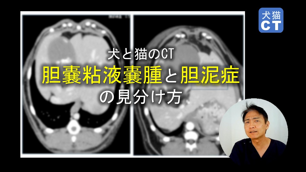 <獣医師向け>胆嚢年季嚢腫と胆泥症の見分けかた - YouTube