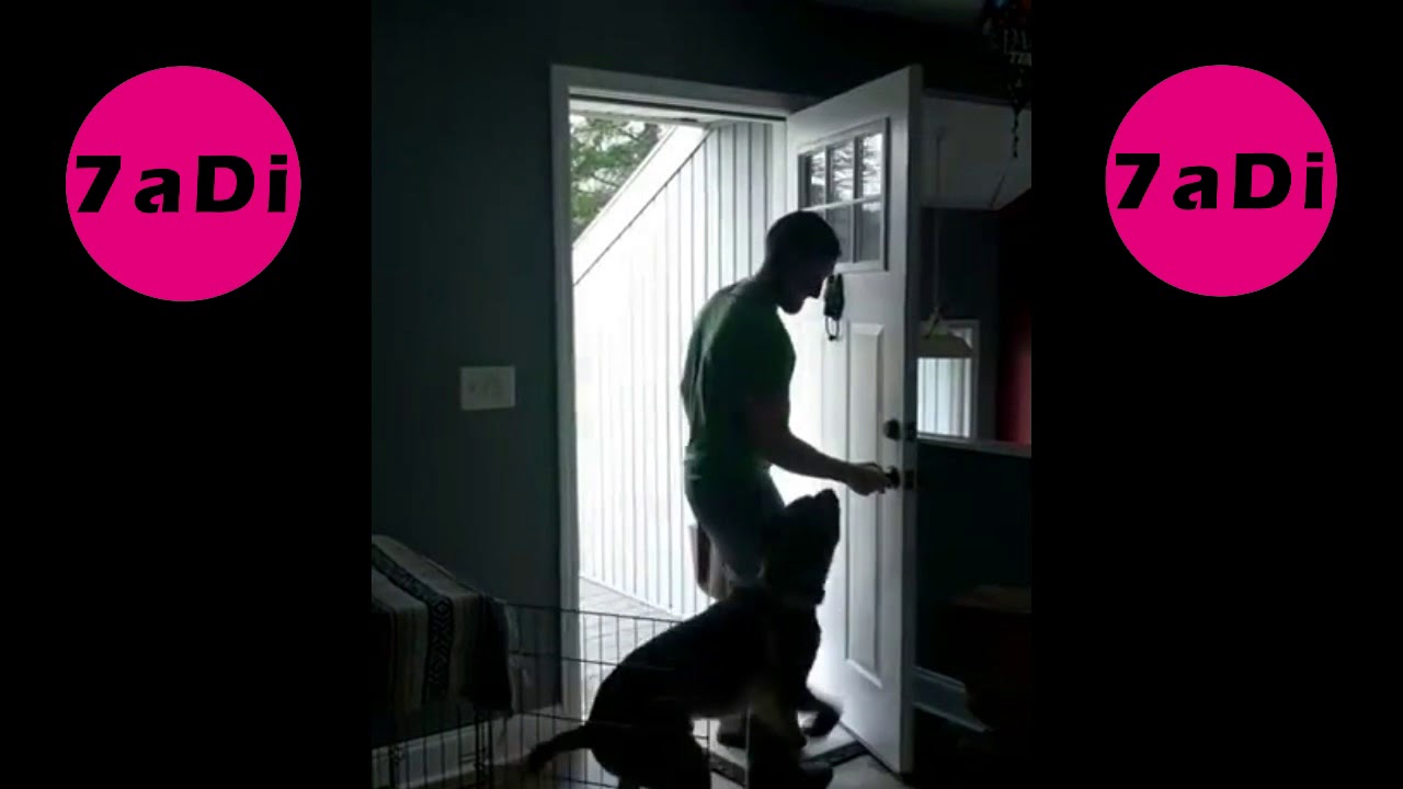 Dog Jumps for Joy After Owner Returns Home