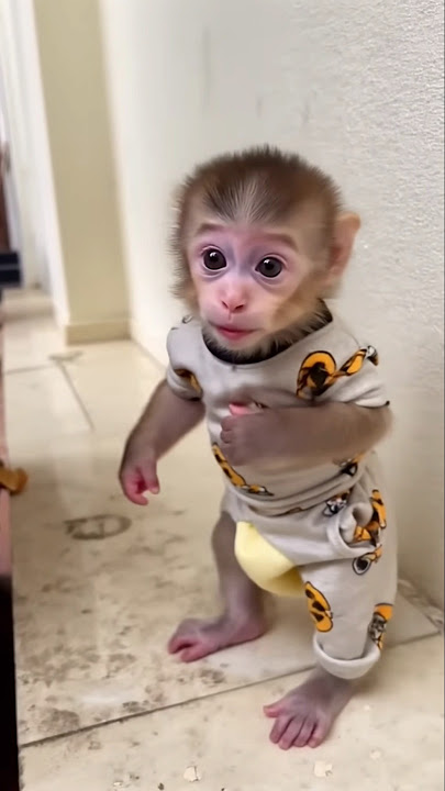 Anak monyet lucu | cute #funny #monkeysr #cute #babymonkeybobby
