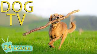 DOG TV: Best Anti-Anxiety Videos for Dogs with Relaxing Music - All-Day Entertain Music for Dogs screenshot 5