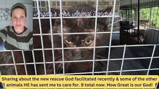 Welcome New Subscribers ~ Rescue of FERAL cat ~ Angela's Ark Animal Sanctuary