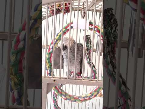 Symon the African Grey Parrot practising her words and sounds#babyparrot #talkingparrot #birds #cag