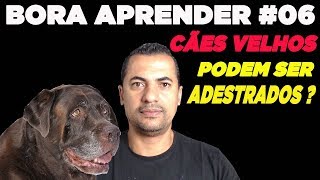 CÃES VELHOS APRENDEM?  BORA APRENDER #06