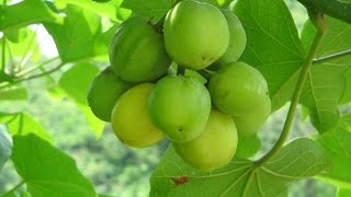 Jatropha curcas hope for future biodiesel production