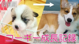 【コーギー子犬】ななちゃんヵ月までの成長記録