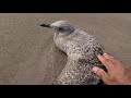 Saving a Seagull with a broken wing...