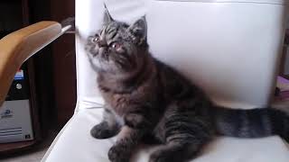 Девочка экзотическая короткошерстная 3мес. Девочка экзотическая короткошерстная 3мес.