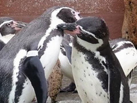 ペンギンたちの裏話 仲良し夫婦の絆は一生（2012/10/25）北海道新聞